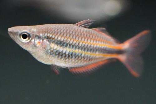 Melanotaenia trifasciata "Goyder River"