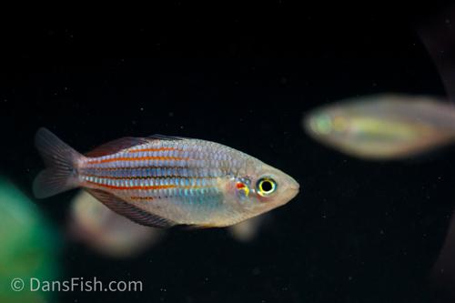 Melanotaenia utcheensis Utchee Creek