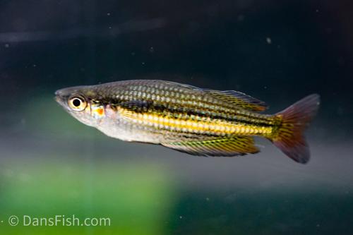 Melanotaenia duboulayi "Oyster Creek"