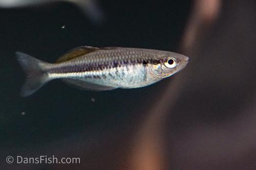 Melanotenia affinis "Dansari River"