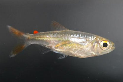Microalestes stormsi