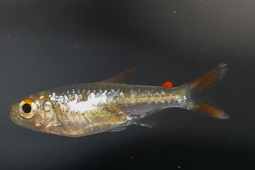 Microalestes stormsi