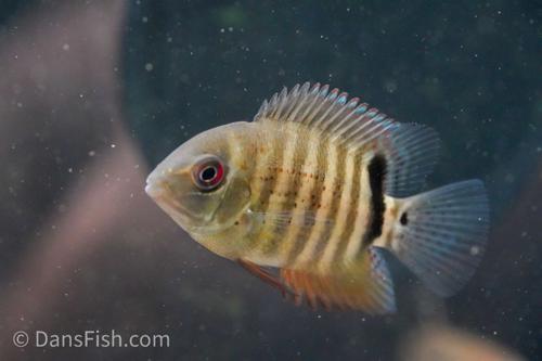 Mouthbrooding Severum