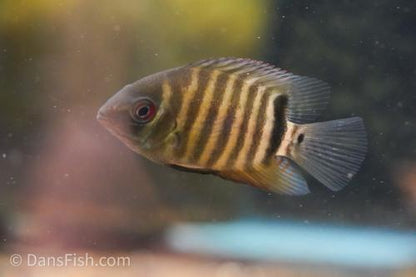 Mouthbrooding Severum