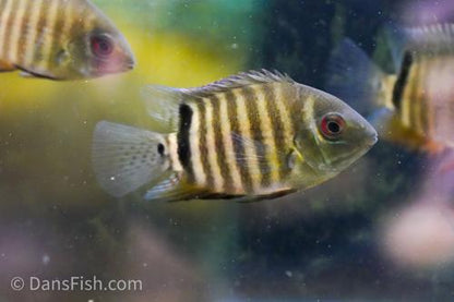 Mouthbrooding Severum