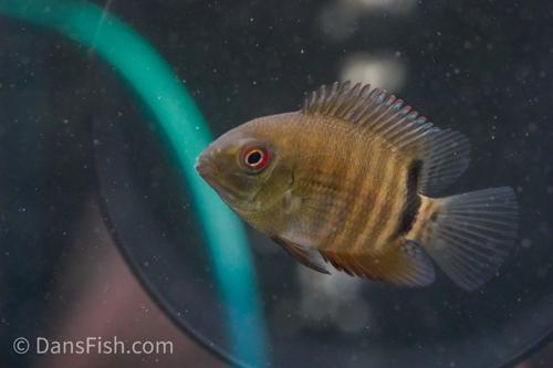 Mouthbrooding Severum