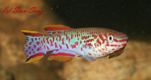 Fundulopanchax gardneri, Pair (1M1F)