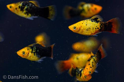 Neon Yellow Calico Platy
