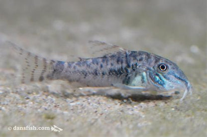 Northern Longnose Cory