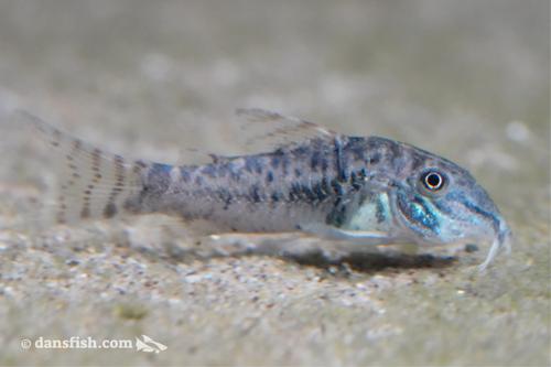 Northern Longnose Cory