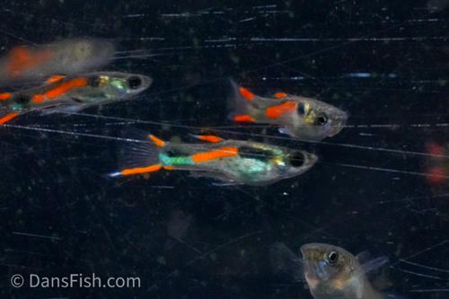 Orange Endlers