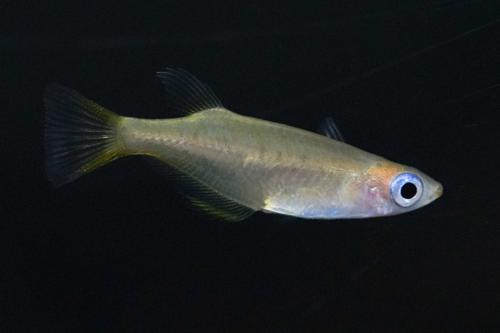 Yellow Fin Ricefish
