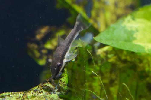 Otocinclus 'Rio Tapiche'