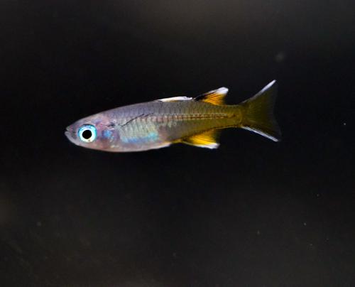 Pacific Blue Eye Rainbow