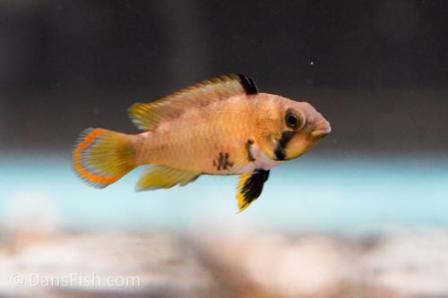 Panda Apisto, Pair (1M1F)