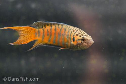 Paradise Fish