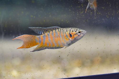 Paradise Fish