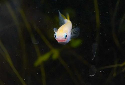 Orange Medaka Ricefish