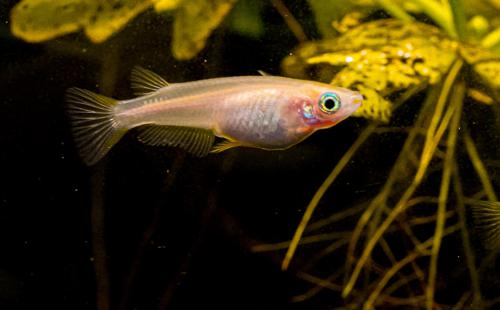 Orange Medaka Ricefish