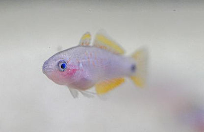 Peacock Gudgeon