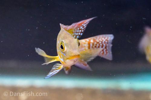 Pearlscale Geophagus