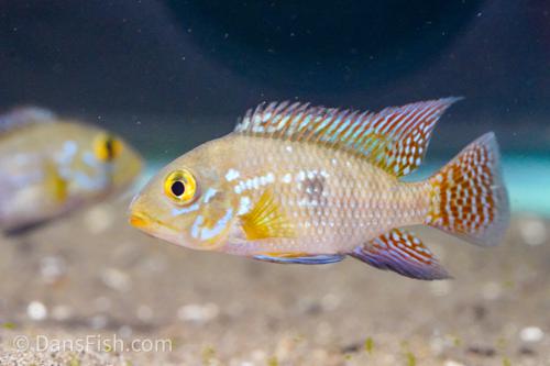 Pearlscale Geophagus