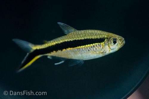 Penguin Tetra