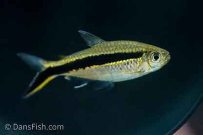Penguin Tetra