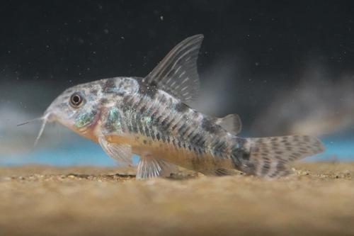 Peppered Cory