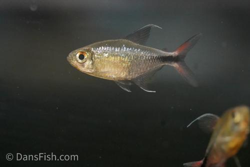 Phoenix Tetra