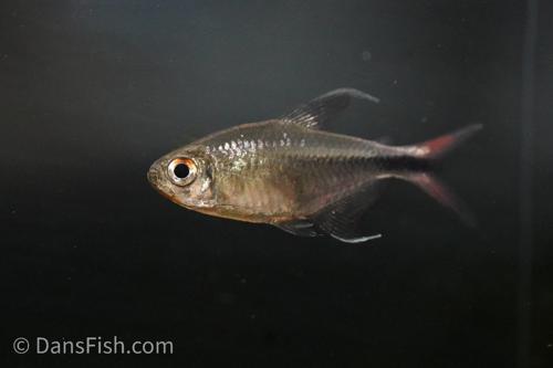Phoenix Tetra