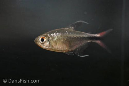 Phoenix Tetra