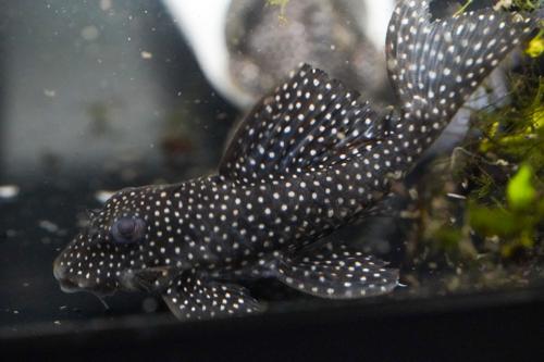 L136a Angelicus Pleco