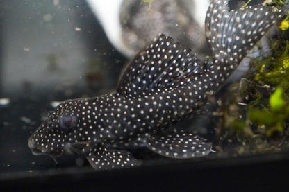 L136a Angelicus Pleco