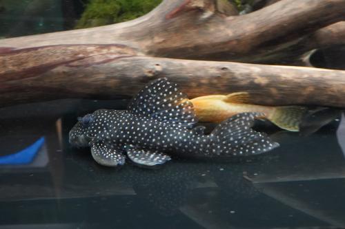 L136a Angelicus Pleco