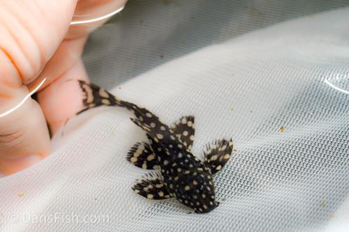 L097 Polka Dot Cactus Pleco