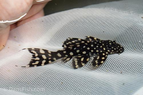 L097 Polka Dot Cactus Pleco