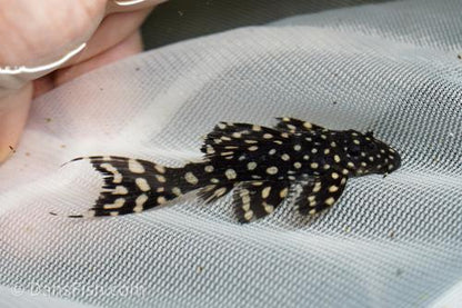 L097 Polka Dot Cactus Pleco