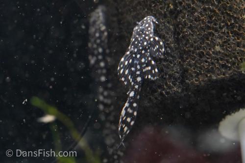 L097 Polka Dot Cactus Pleco