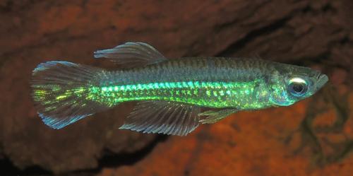 Poropanchax cf. luxophthalmus