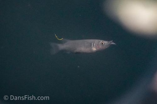 Poso Halfbeak