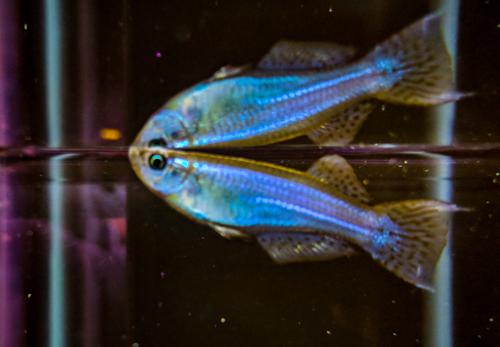 Procatopus aberrans - Males