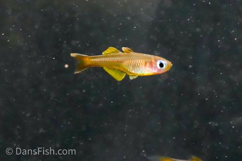 Pseudomugil ivantsoffi