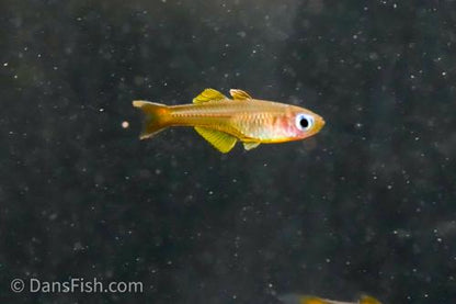 Pseudomugil ivantsoffi