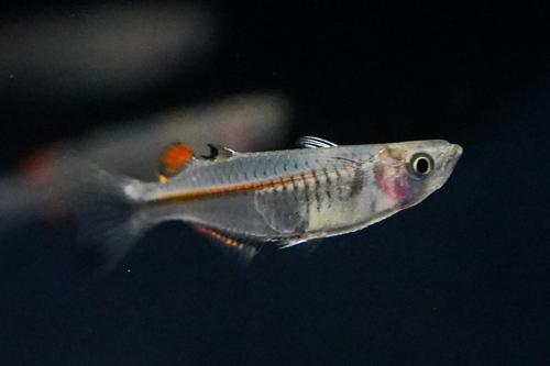 Pseudomugil pellucidus "Mimika"