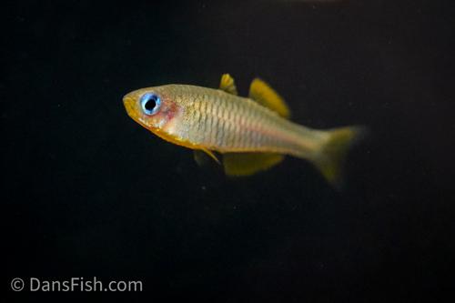 Pseudomugil reticulatus Wild