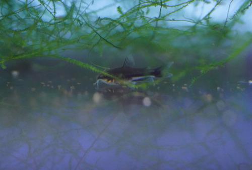 Pygmy Cory