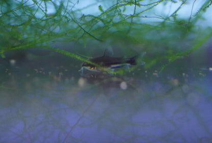 Pygmy Cory