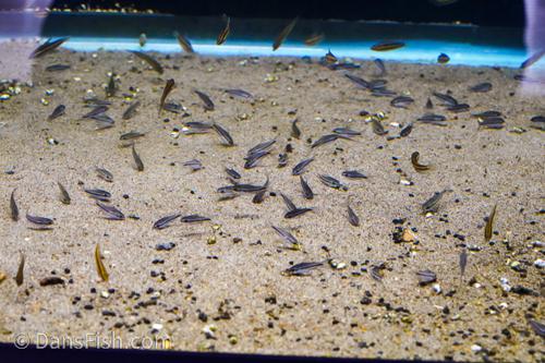 Pygmy Cory
