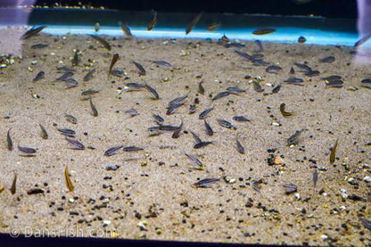 Pygmy Cory
